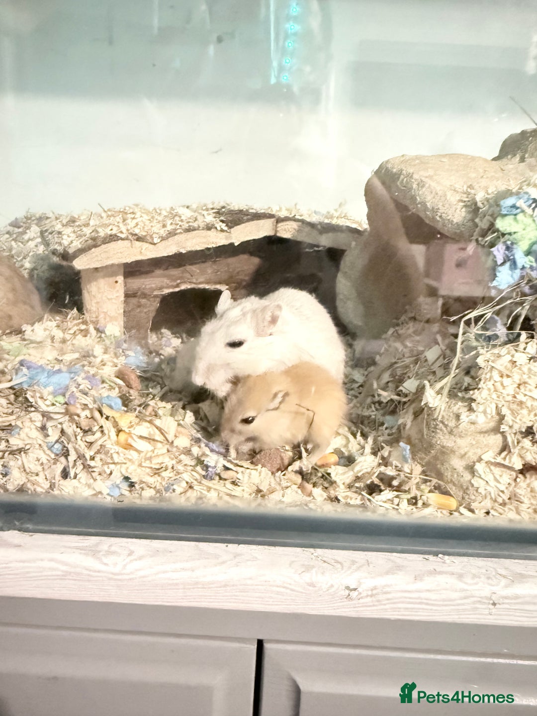 Gerbil rodents for sale: Baby gerbils  - Image 8
