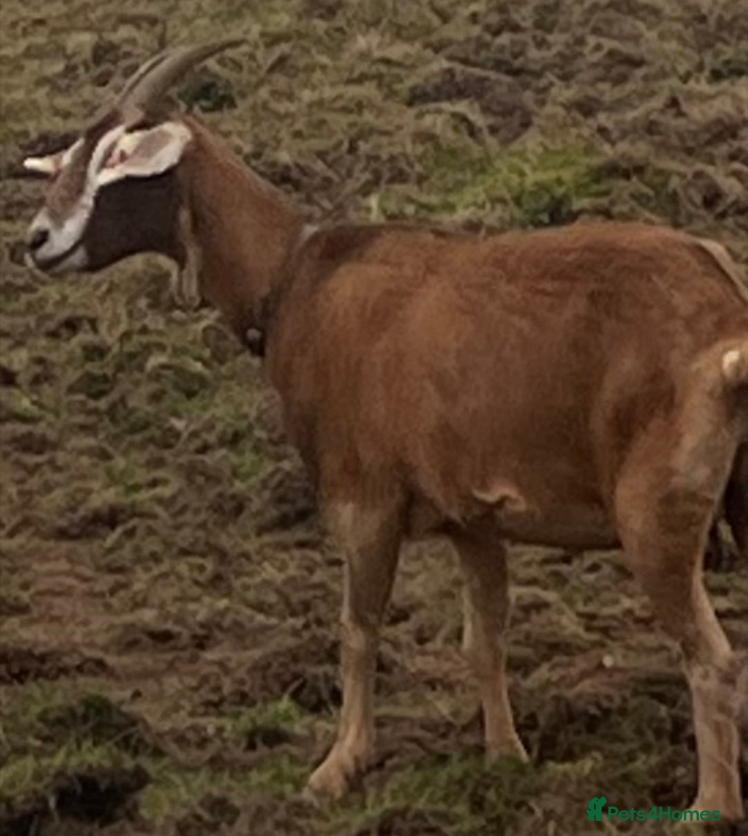 Goats livestock for sale: 2 does and 1 buck - Advert 2