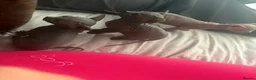 Sphynx cats for sale: Sphynx kittens  - Advert 3