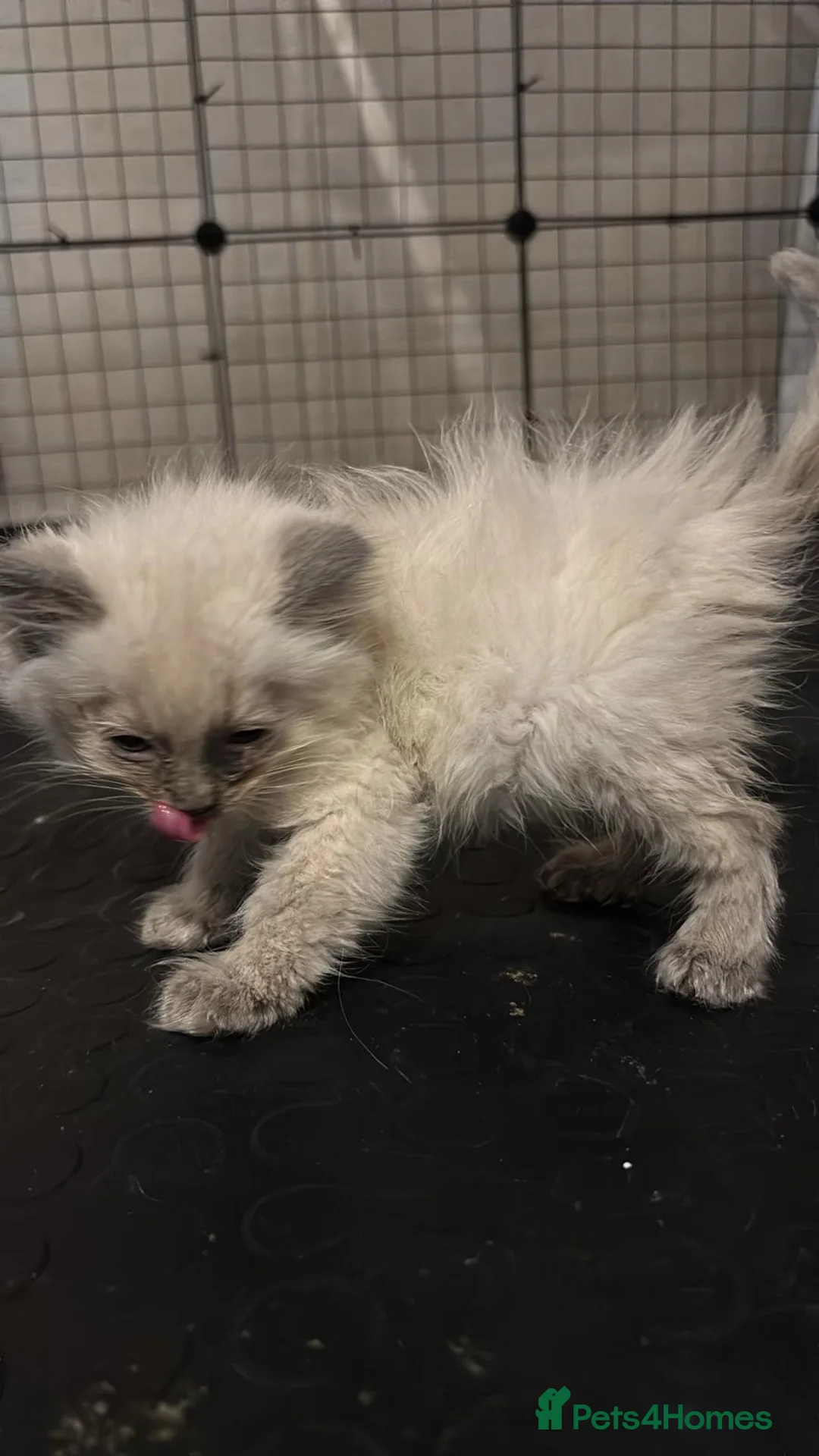 Ragdoll cats for sale: Beautiful Ragdols  - Advert 7