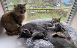 Maine Coon cats for sale: Maine coon x bengal kittens  - Image 11