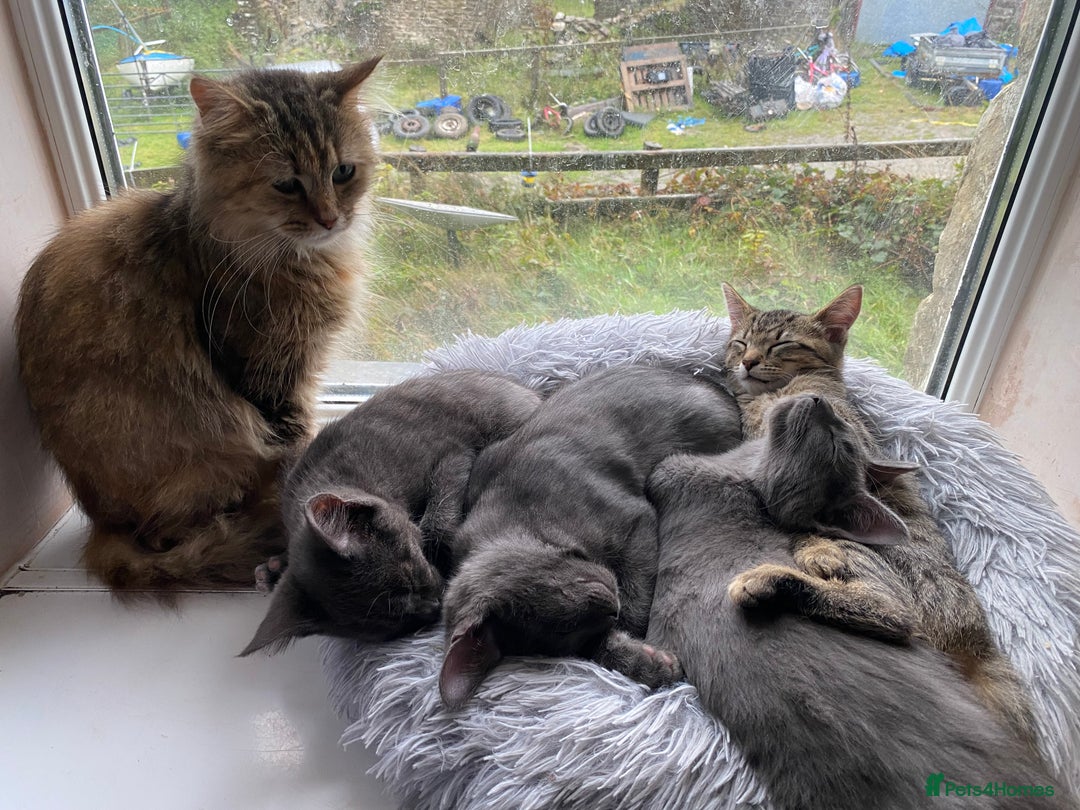 Maine Coon cats for sale: Maine coon x bengal kittens  - Image 11