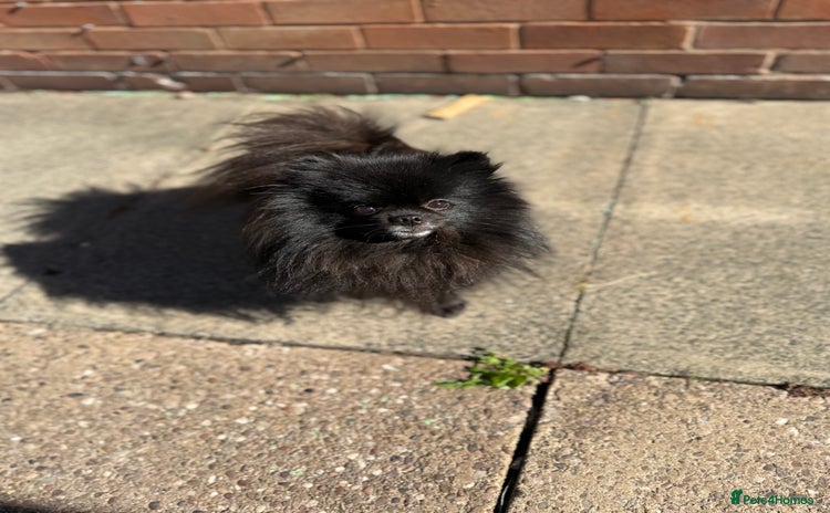 Pomeranian dogs - Advert 4