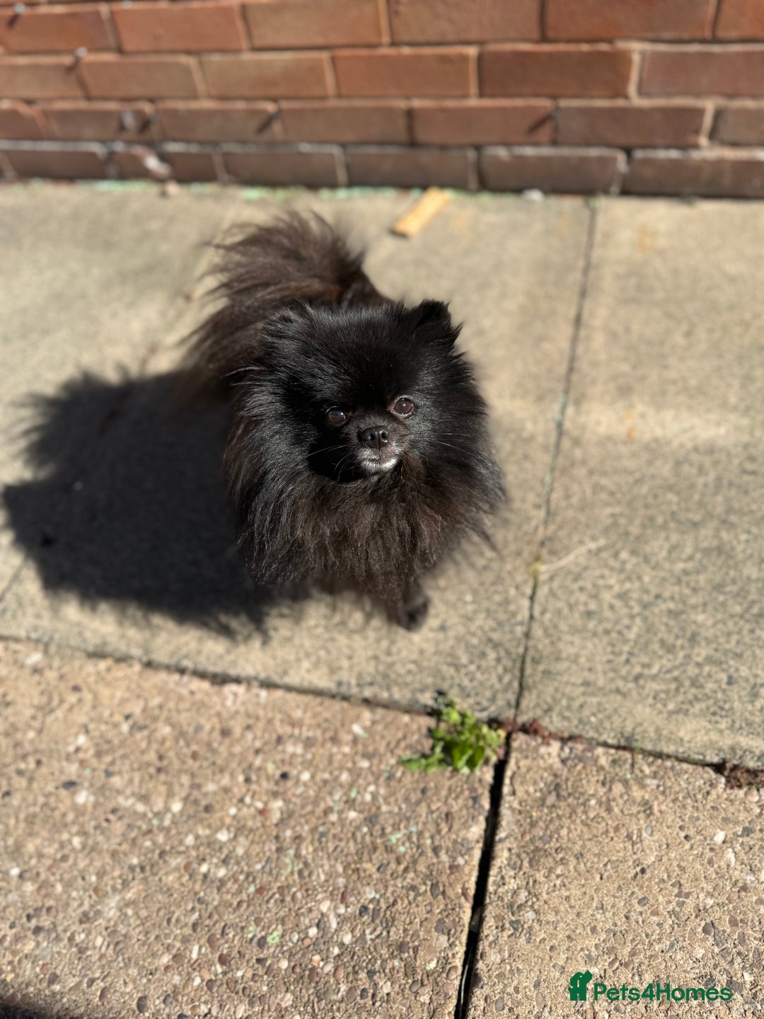 Pomeranian dogs for sale: Adorable Black Pomeranian  - Image 1