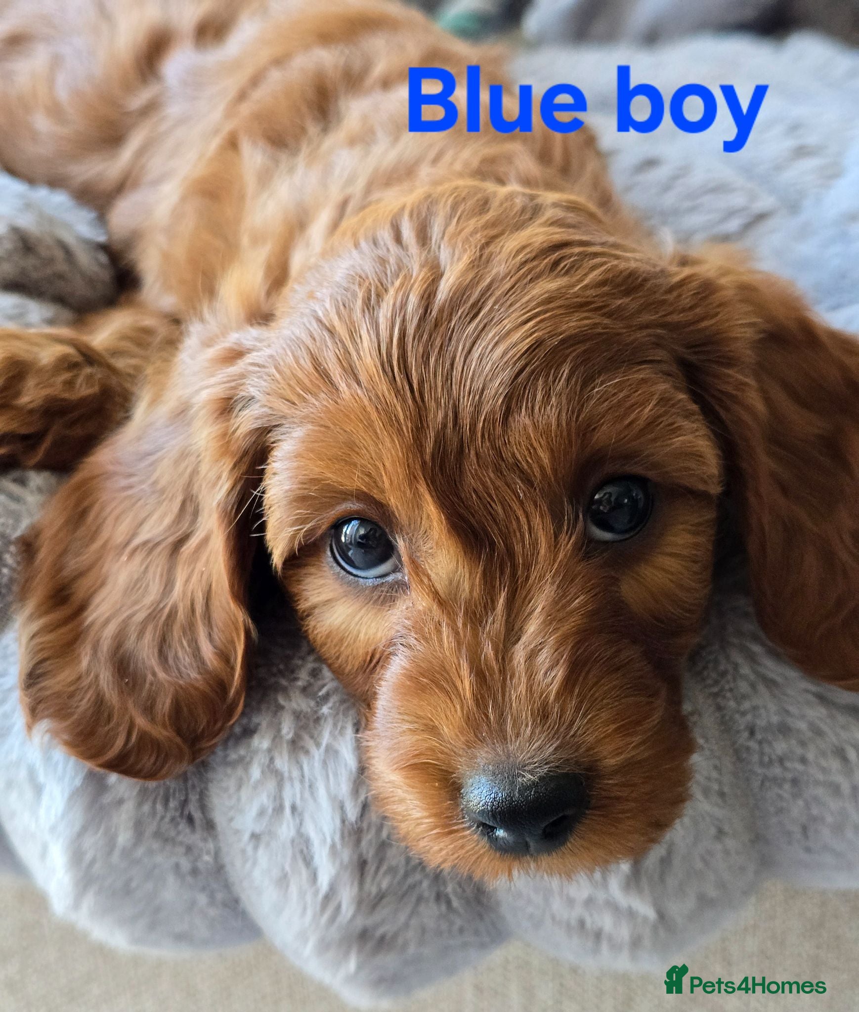 Cavapoo dogs MiniatureF1B💥DNAHealthTestedParents💥FamilyRaised - Advert 1