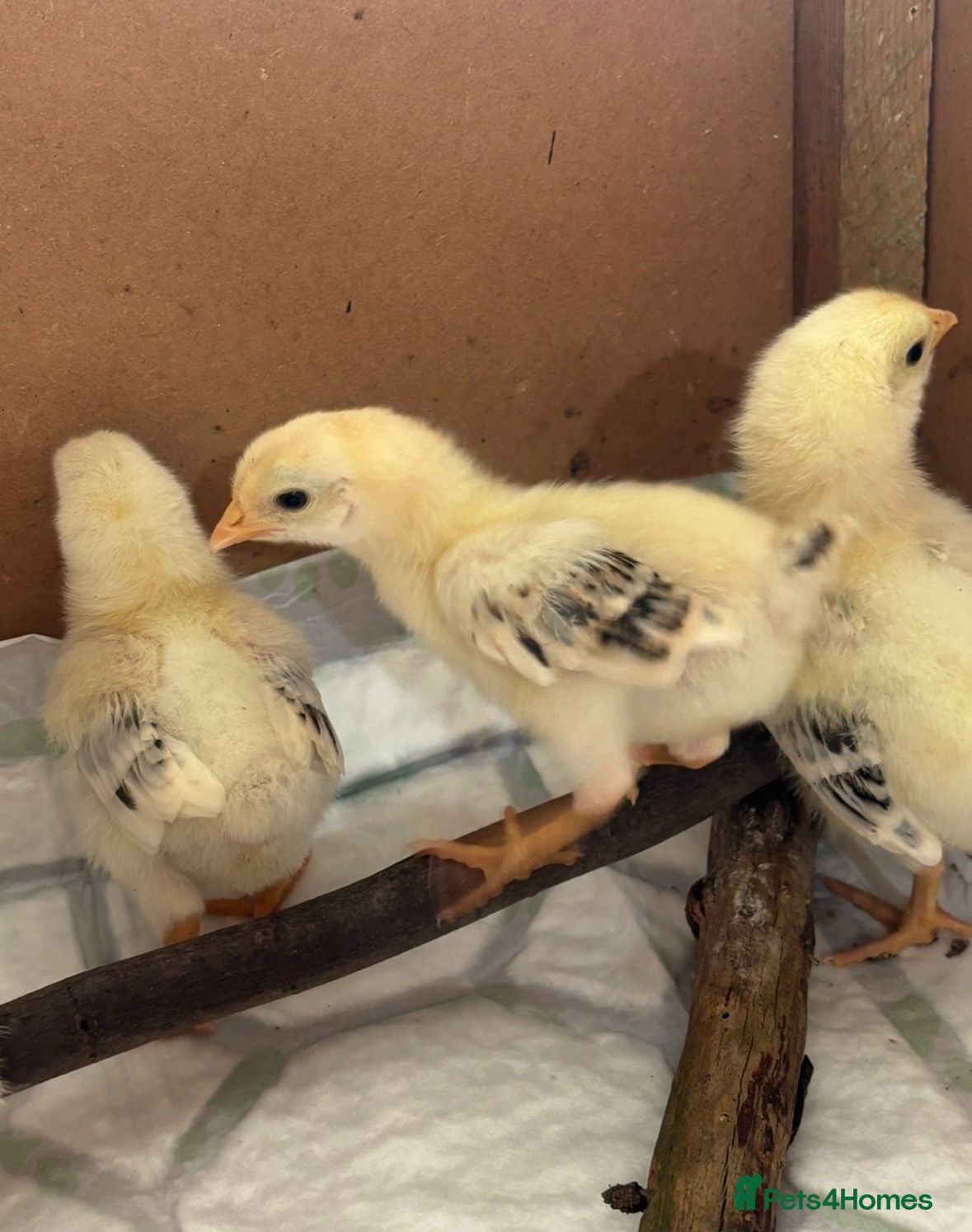 Chickens poultry Blacktail cockerel chicks available - Advert 5