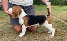 Beagle dogs for sale: KC Registered Beagle Pups in Llanwrtyd Wells - Image 26