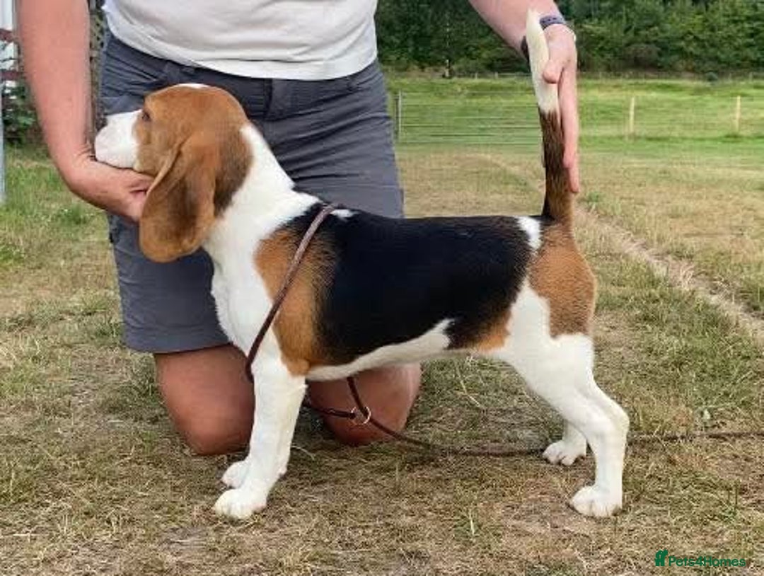 Beagle dogs for sale: KC Registered Beagle Pups in Llanwrtyd Wells - Image 26