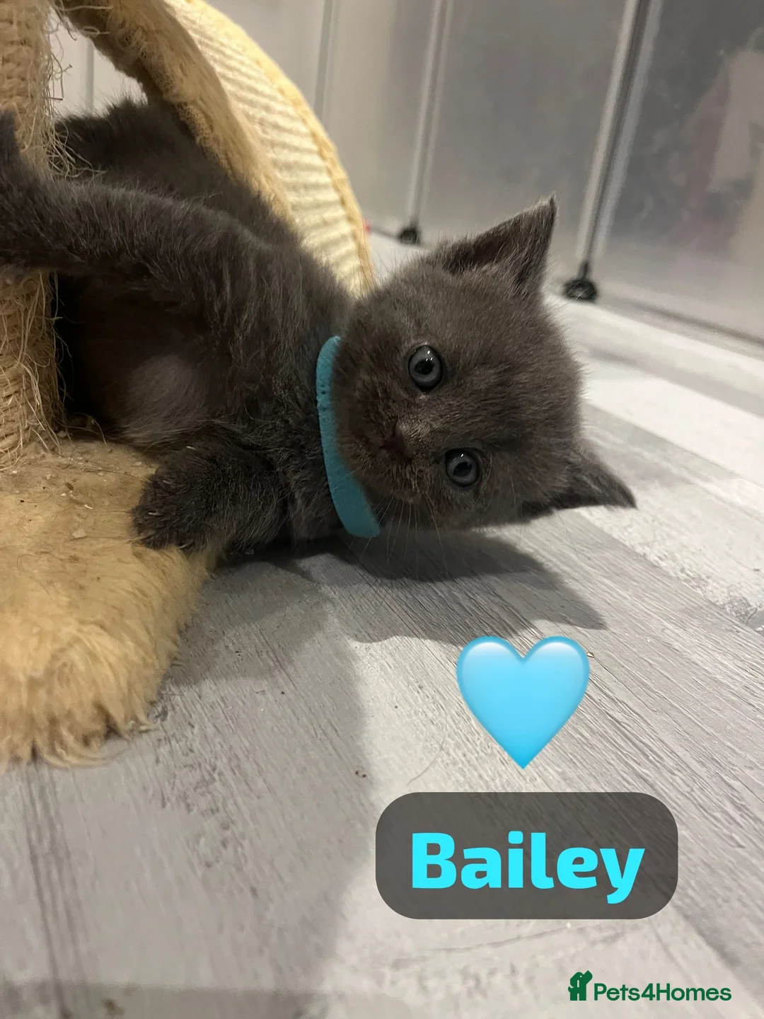 British Shorthair cats for sale: Beautiful British shorthair cross kittens🩵🩷 - Advert 13