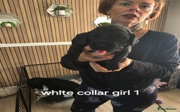 Sprocker dogs for sale: Sprocker puppies for sale. - Image 4