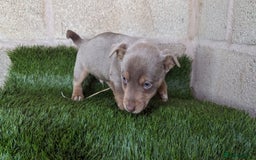 Jack Russell dogs for sale: Miniature Lilac jack Russells - Advert 5