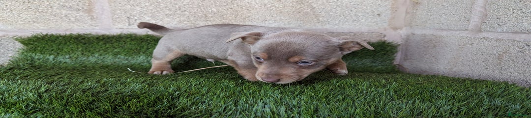 Jack Russell Puppy 3