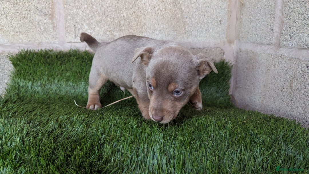 Jack Russell dogs for sale: Miniature Lilac jack Russells - Advert 5