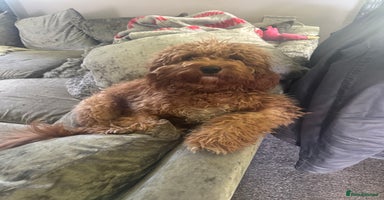 Cockapoo dogs F1B cockerpoo pups - Advert 13