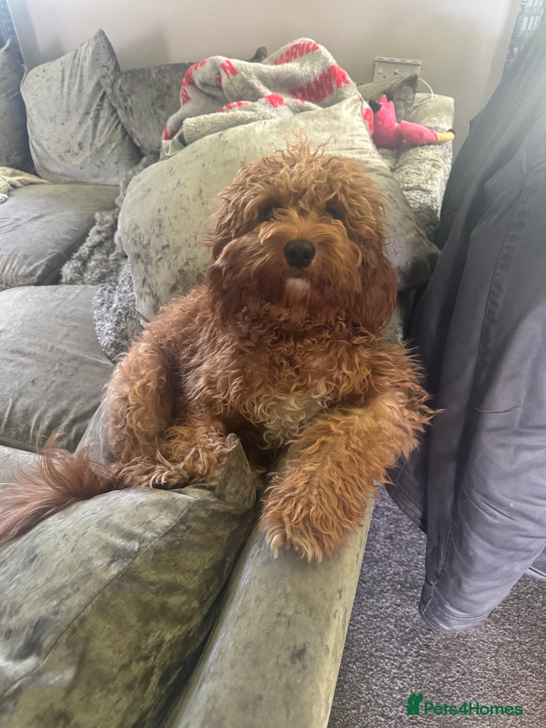 Cockapoo dogs for sale: Cockatoo pups - Advert 2