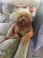 Cockapoo dogs F1B cockerpoo pups - Advert 5