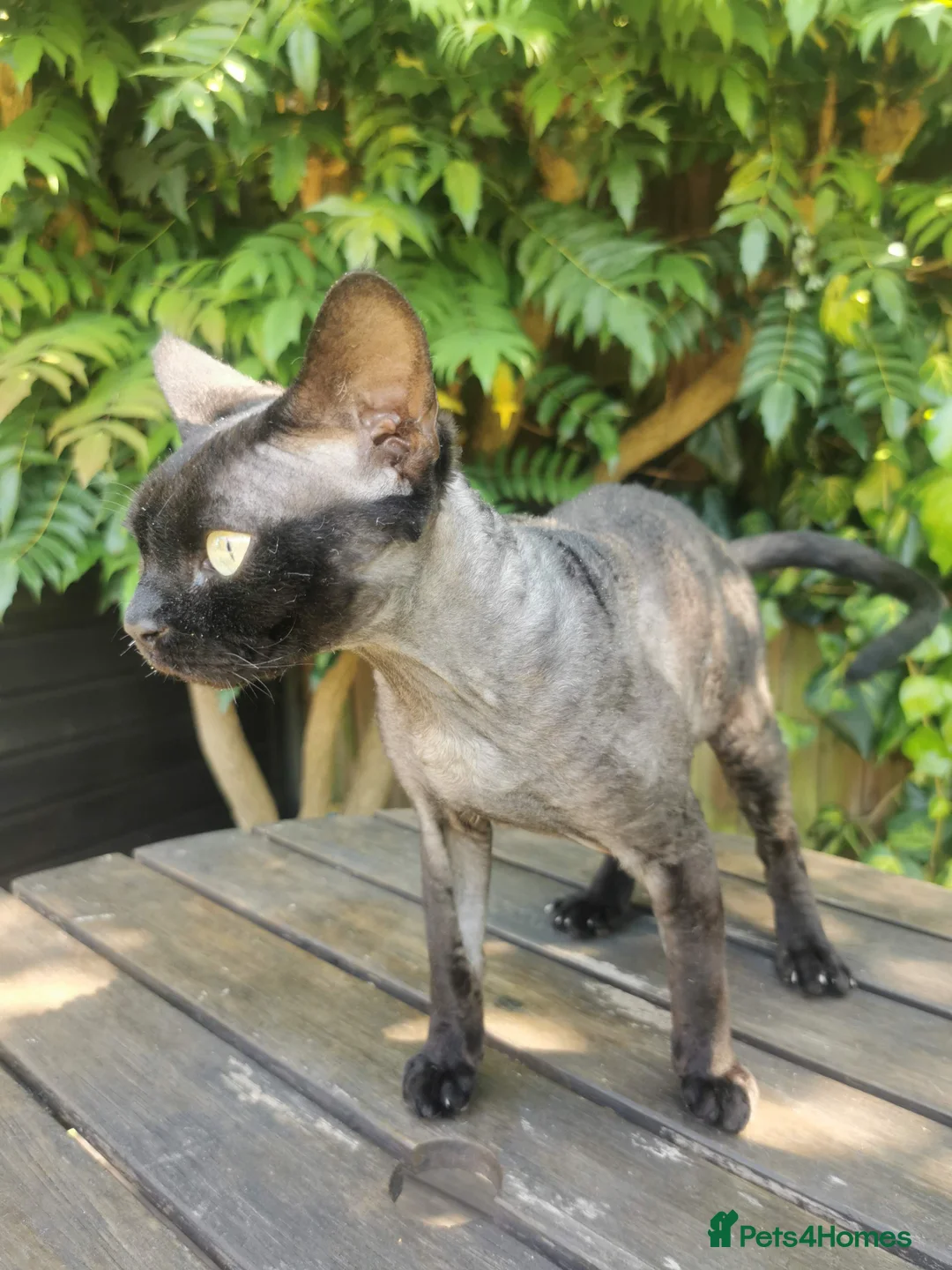 Devon Rex cats for stud: STUD ONLY - Xenopaws Ripley's Hero (Bishop) - Advert 3