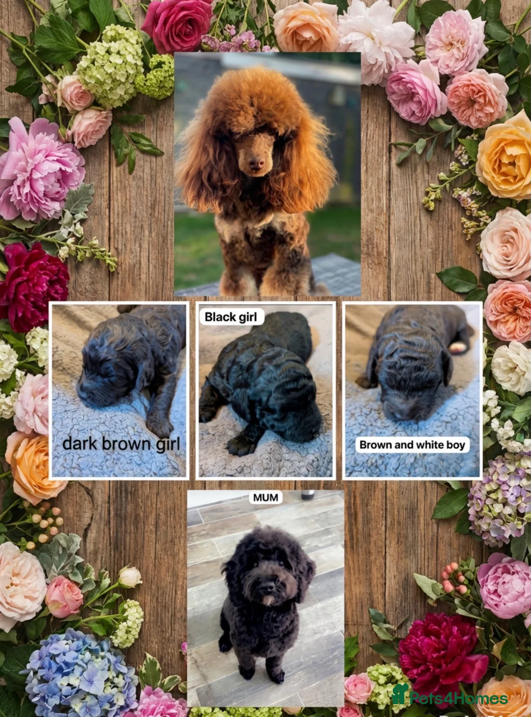 Cockapoo dogs for sale: Beautiful & Unique F2B Cockapoo Puppies - Advert 1