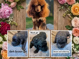 Cockapoo dogs Beautiful & Unique F2B Cockapoo Puppies - Advert 1