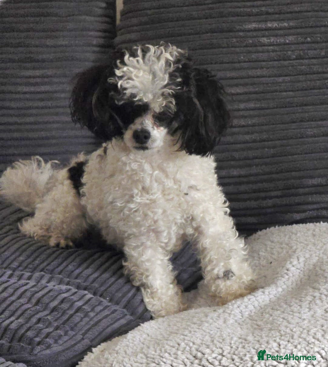 Toy Poodle dogs for stud: TINY KC PARTI TOY POODLE STUD HEALTH TESTED - Advert 7