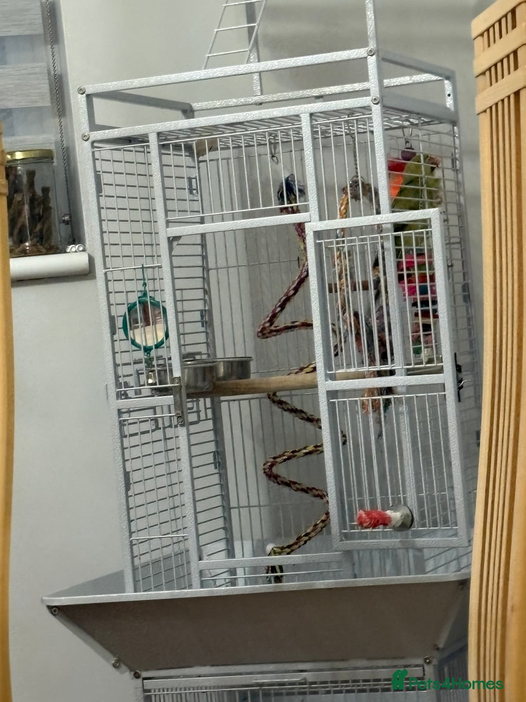 Parakeets birds for sale: 2 Ringneck parakeets  - Image 4