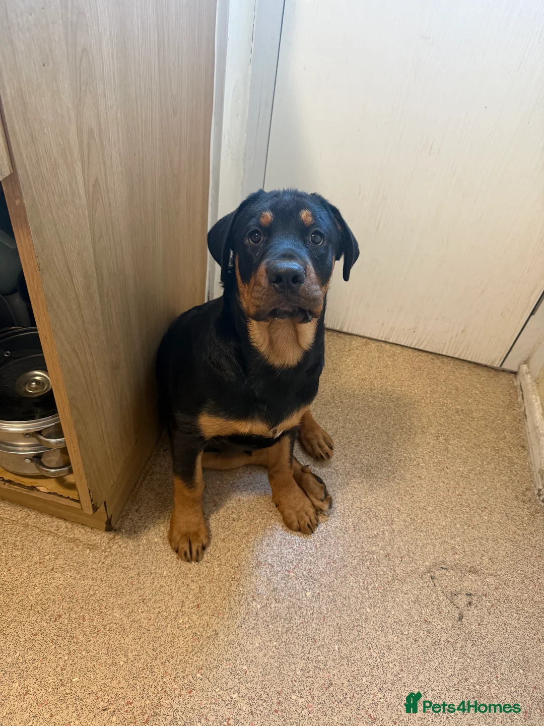 Rottweiler dogs for sale: Rottweiler  - Advert 6