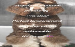 Poodle dogs for stud: Exceptional Health Tested Poodle Studs in Aberdeen - Image 4