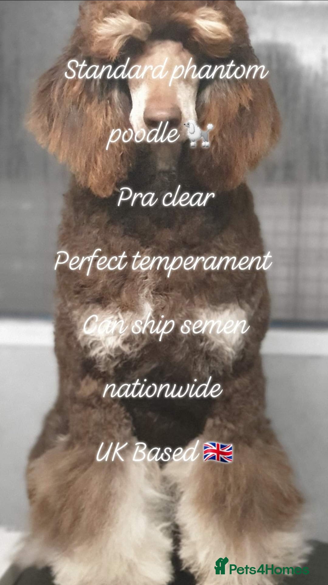 Poodle dogs for stud: Exceptional Health Tested Poodle Studs in Aberdeen - Image 4