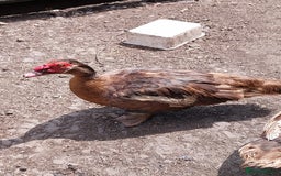 Ducks poultry for sale: Mixed baby Muslovy duck for sale - Image 3