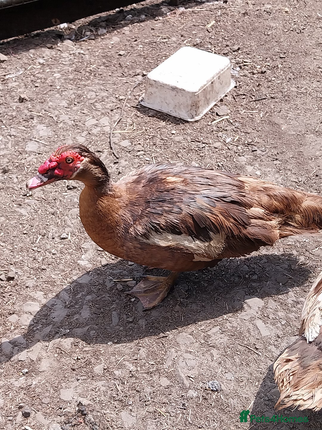 Ducks poultry for sale: Mixed baby Muslovy duck for sale - Image 3