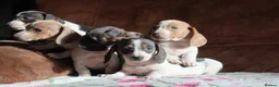 Miniature Dachshund dogs for sale: Miniature dachshund puppies - Advert 4