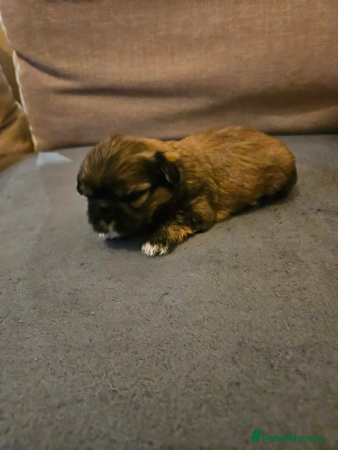 Shih Tzu dogs for sale: Shih Tzu puppies - Advert 20