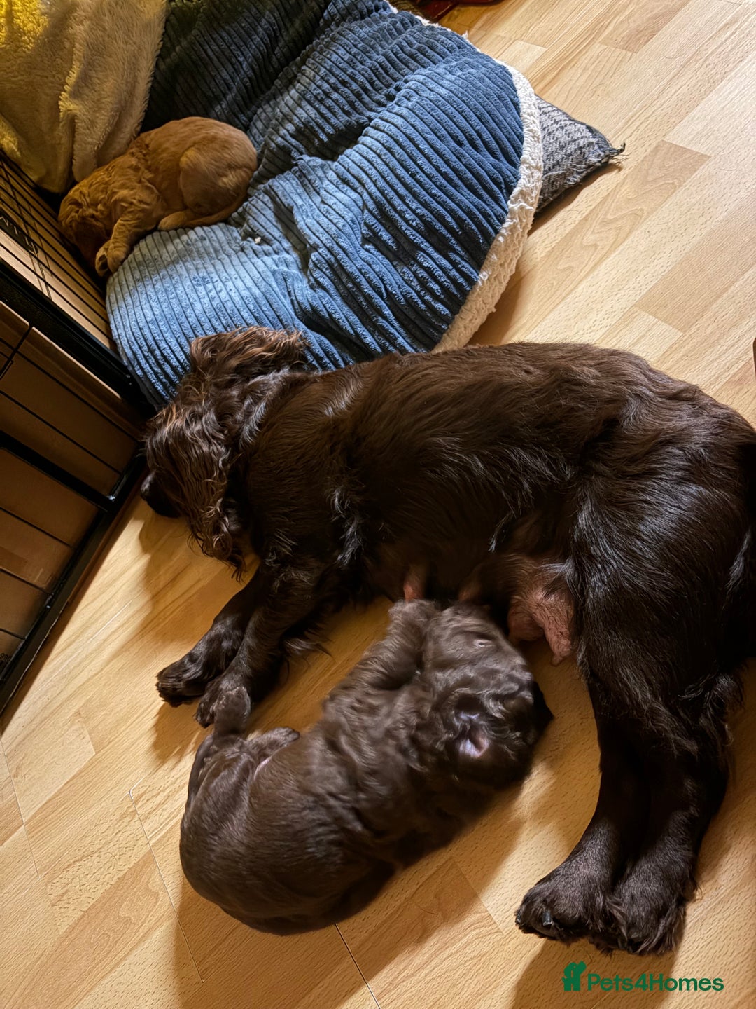 Cocker Spaniel dogs for sale: Beautiful working cocker spaniel KC registered  - Advert 10