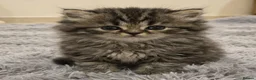 Persian cats for sale: Persian chinchilla kittens for sale 8 wks  - Advert 9