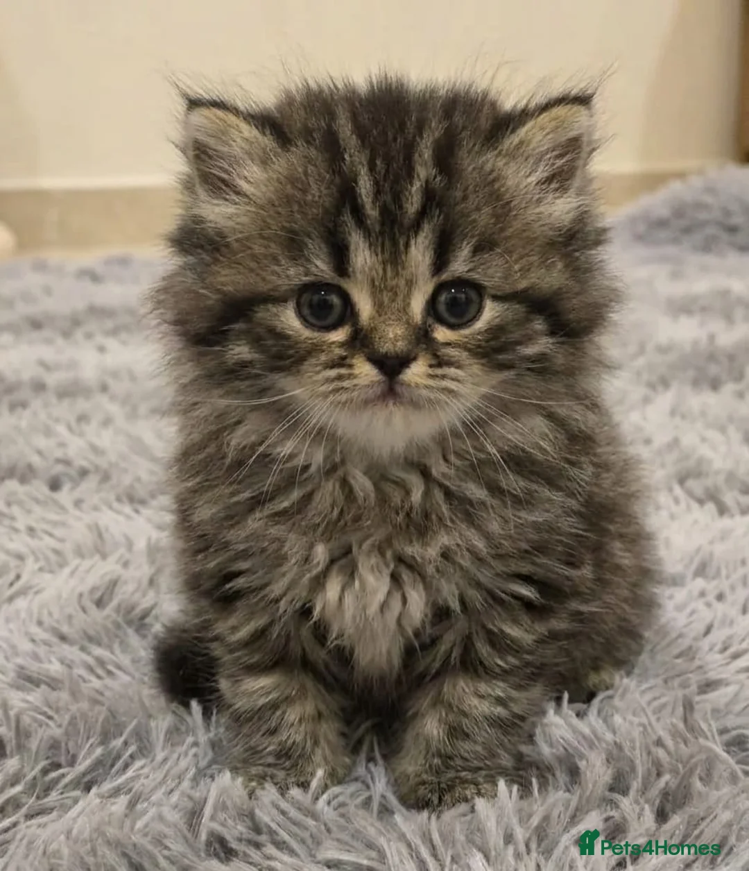 Persian cats for sale: Persian chinchilla kittens for sale 8 wks  - Advert 9