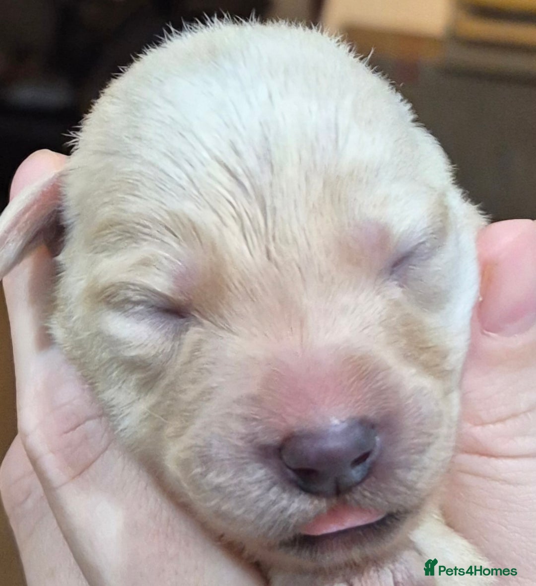 Labrador Retriever dogs for sale: KC Reg Working Fox Red & Yellow Lab Puppies - Advert 18