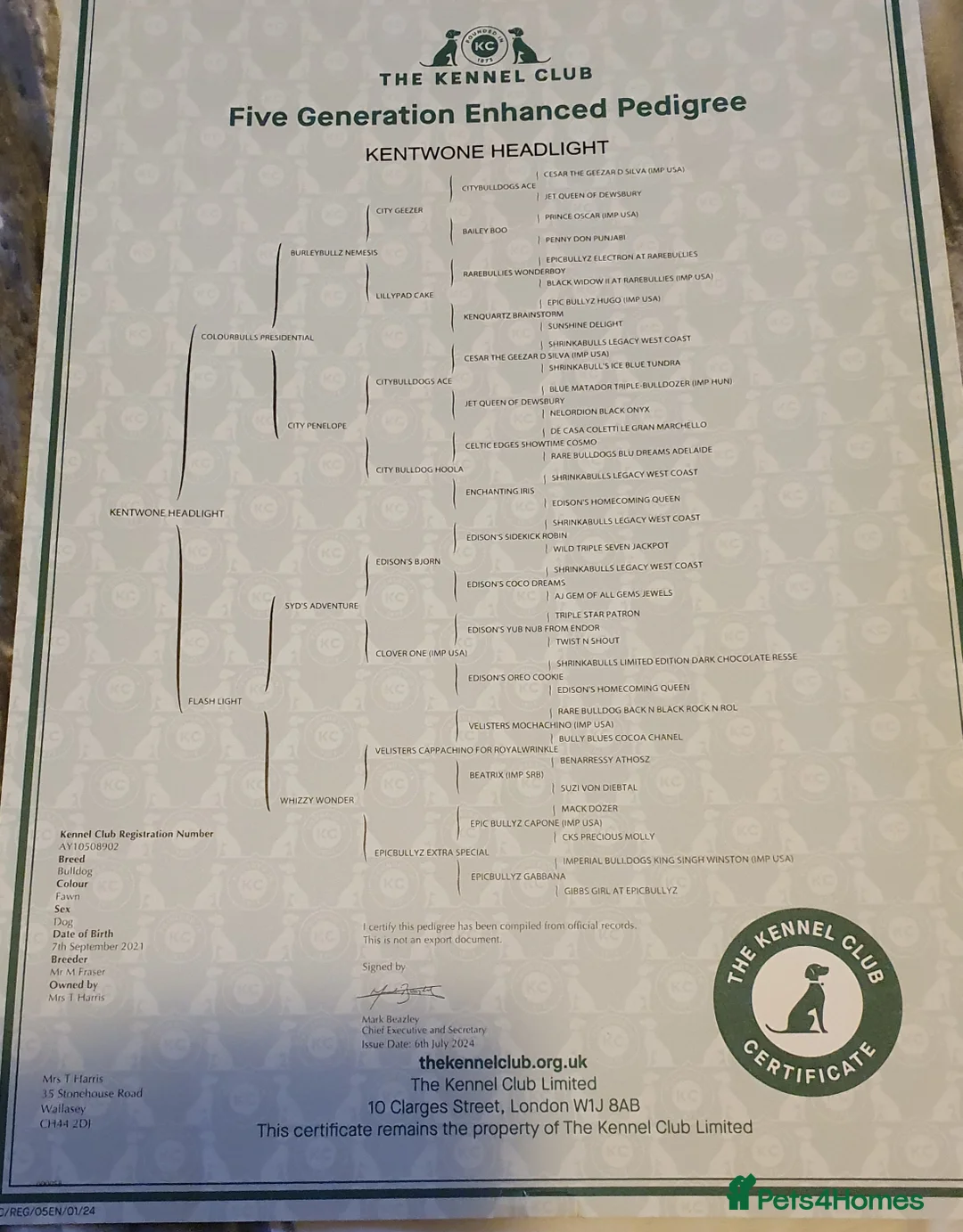 English Bulldog dogs for stud: Lilac tri bulldog - Advert 4