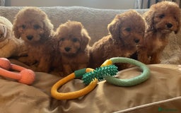 Cockapoo dogs for sale: F1 cockapoo puppies- Health test clear  - Image 20
