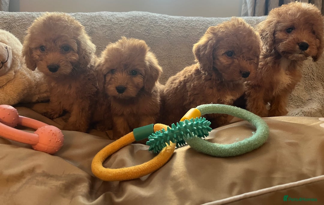 Cockapoo dogs for sale: F1 cockapoo puppies- Health test clear  - Image 20