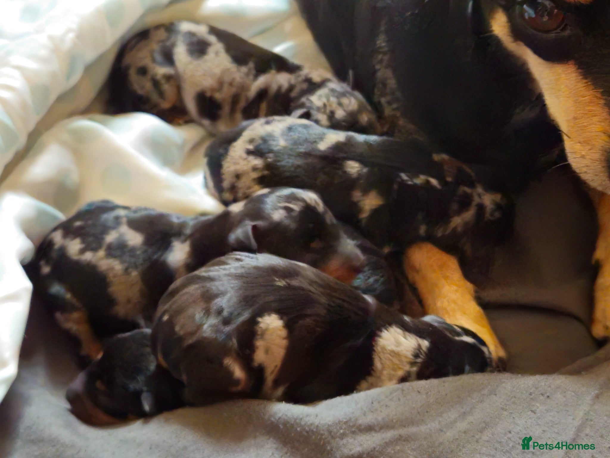 Miniature Pinscher dogs Miniature Pincher with Prague Ratter lineage - Advert 1