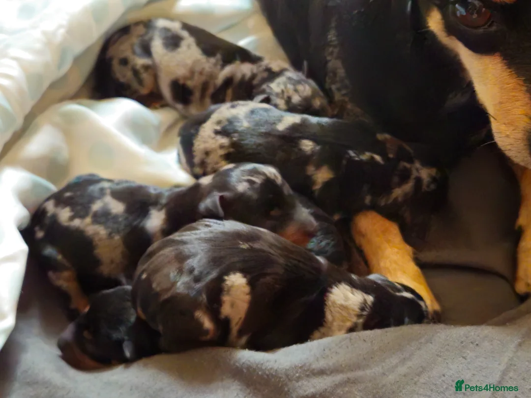 Miniature Pinscher dogs for sale: Miniature Pincher with Prague Ratter lineage - Advert 1