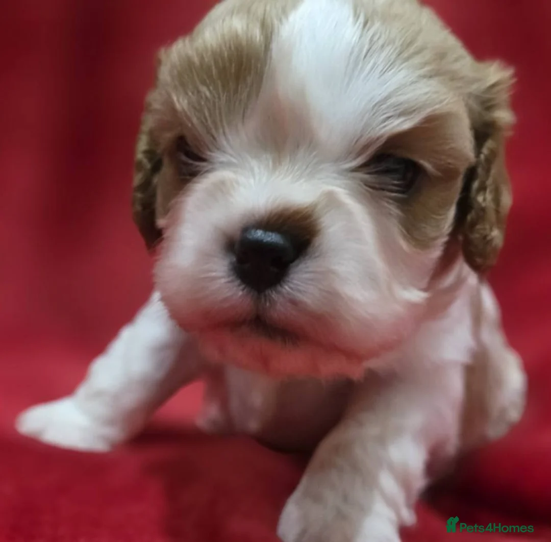 Cavalier King Charles Spaniel dogs for sale: Cavalier king Charles spaniel's. - Advert 3