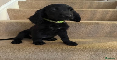 Cocker Spaniel dogs in Hornchurch - Advert 7