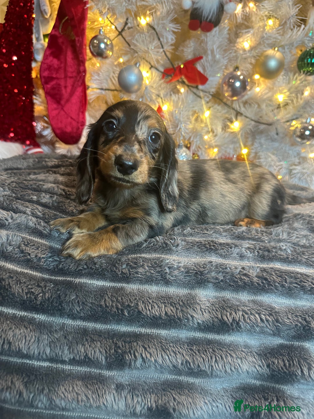 Miniature Dachshund dogs for sale: Long Haired Miniature Dachshund puppies - Advert 2