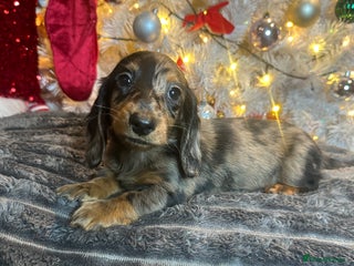 Miniature Dachshund dogs Long Haired Miniature Dachshund puppies - Advert 7