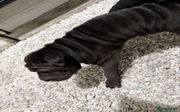 Shar Pei dogs for sale: Bone mouth sharpies  - Image 8