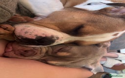 Mixed Breed dogs for sale: 3 dogs for sale! - Image 1