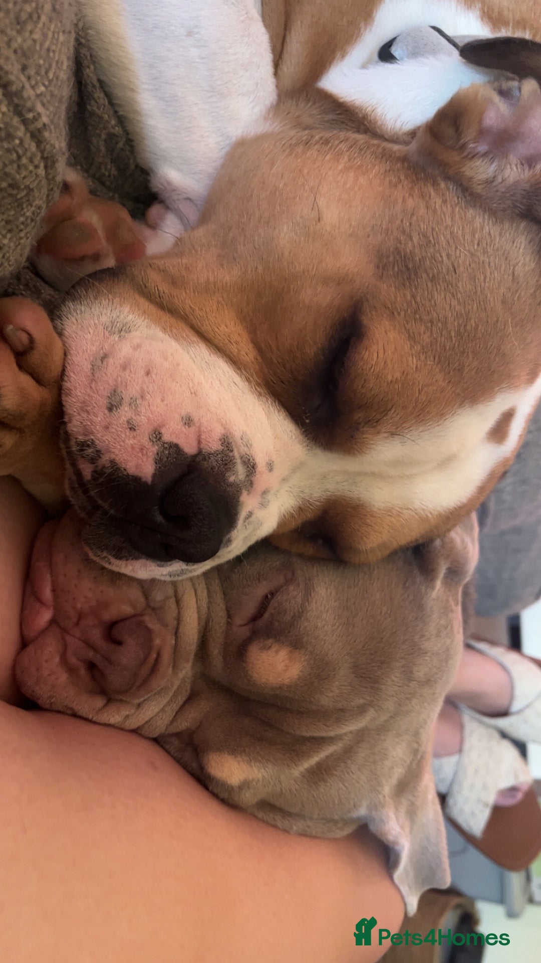 Mixed Breed dogs for sale: 3 dogs for sale! - Image 1