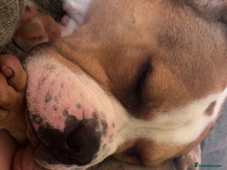 Mixed Breed dogs - Advert 30