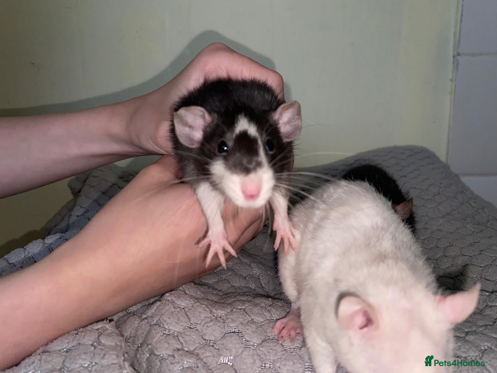 Rat rodents Mixed sexed baby rats - Advert 2